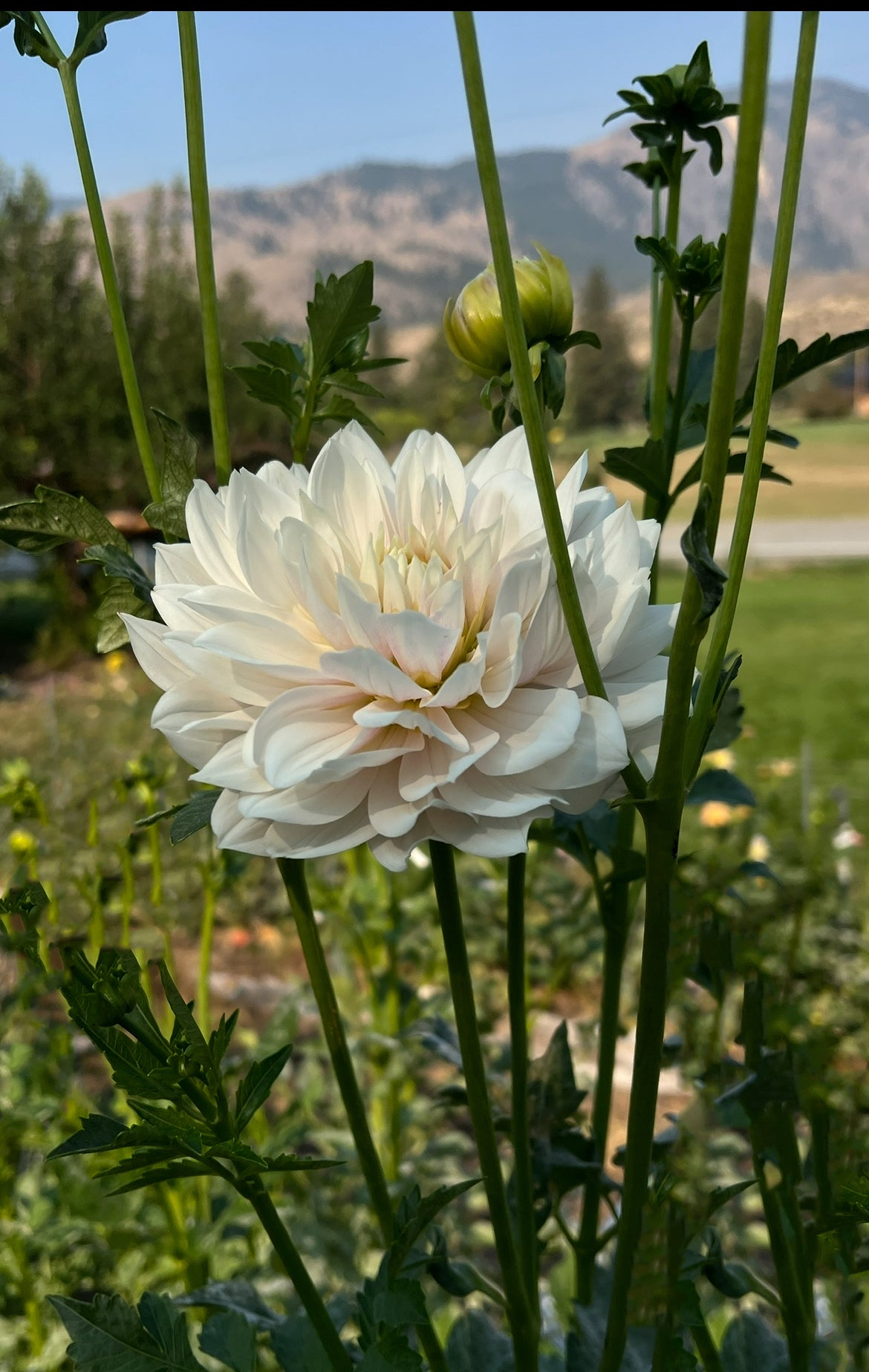 Hollyhill Snow Queen - Cutting