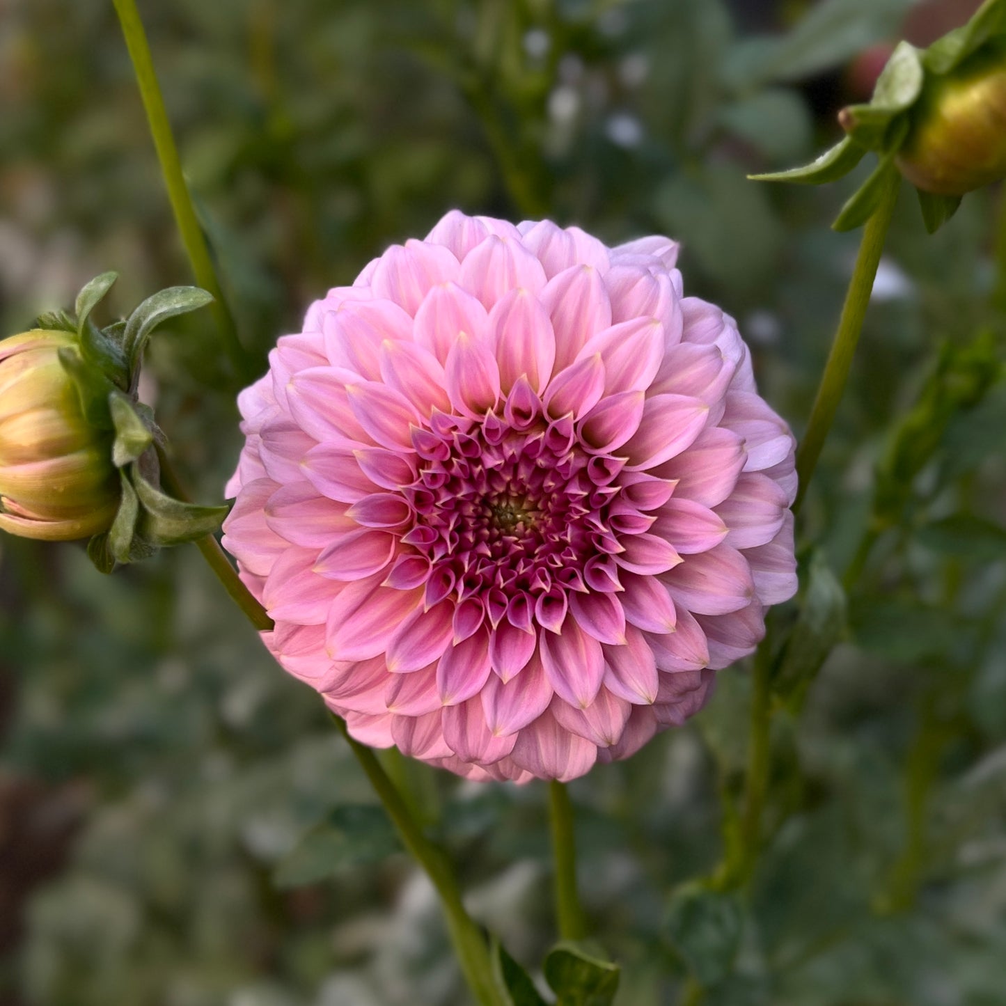 Araluen Leatrice π¦πΊ - Cutting