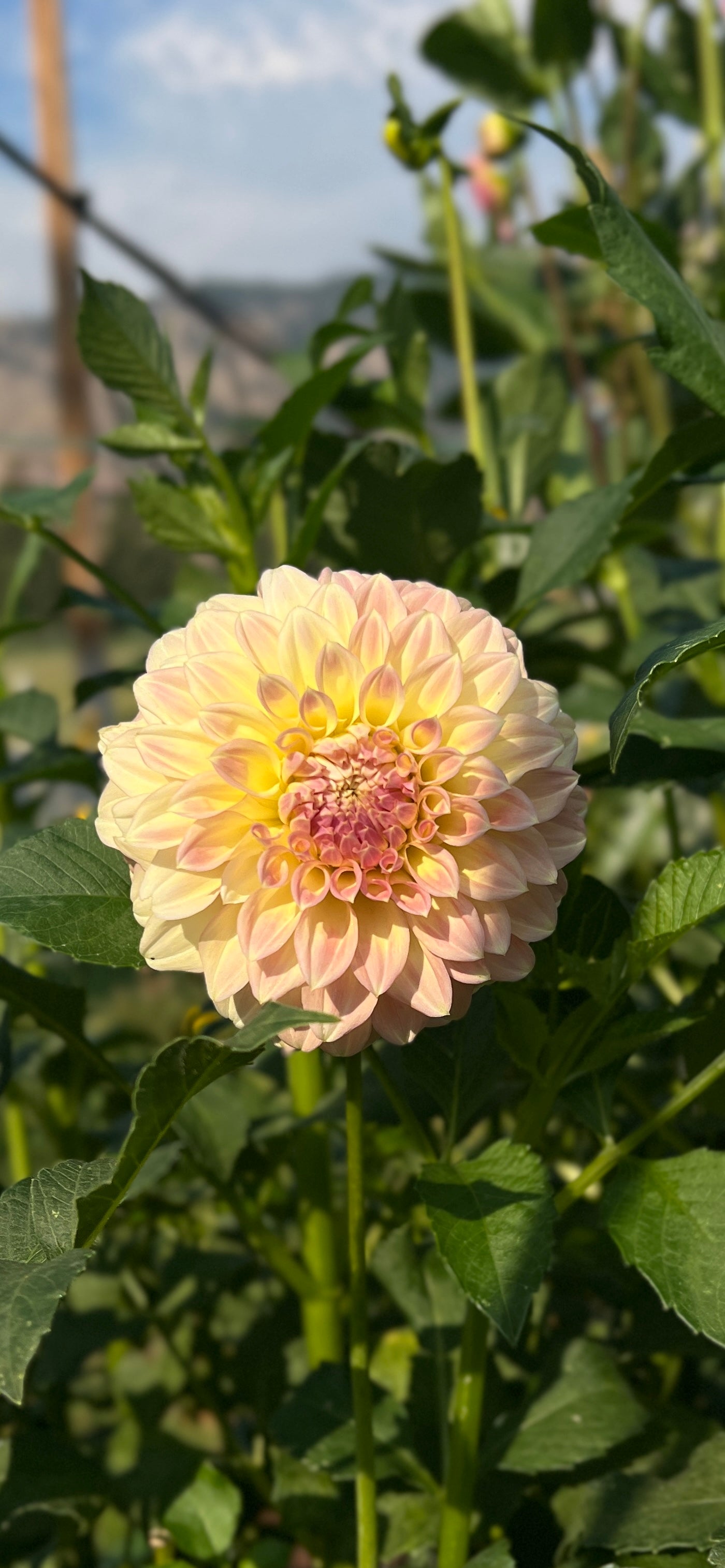 Coorabell Astrid 🇦🇺