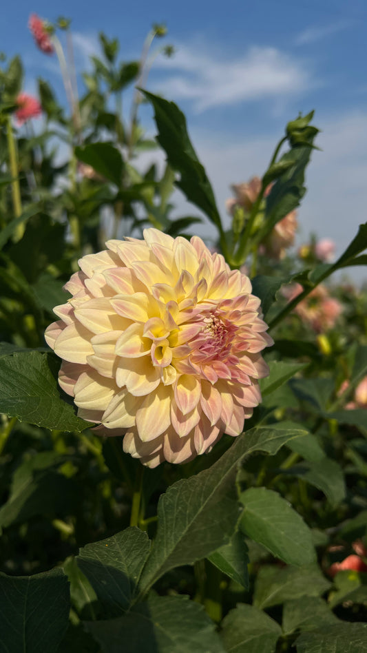 Coorabell Astrid 🇦🇺