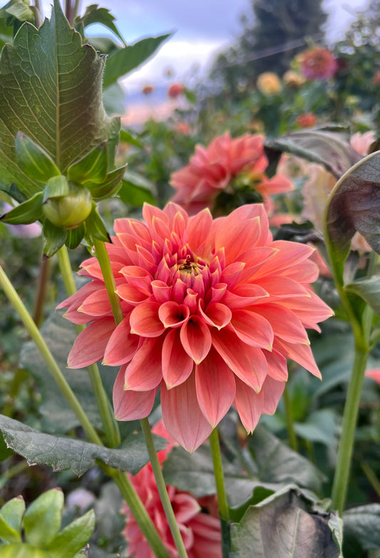 Florelie Fruit Tingle 🇦🇺
