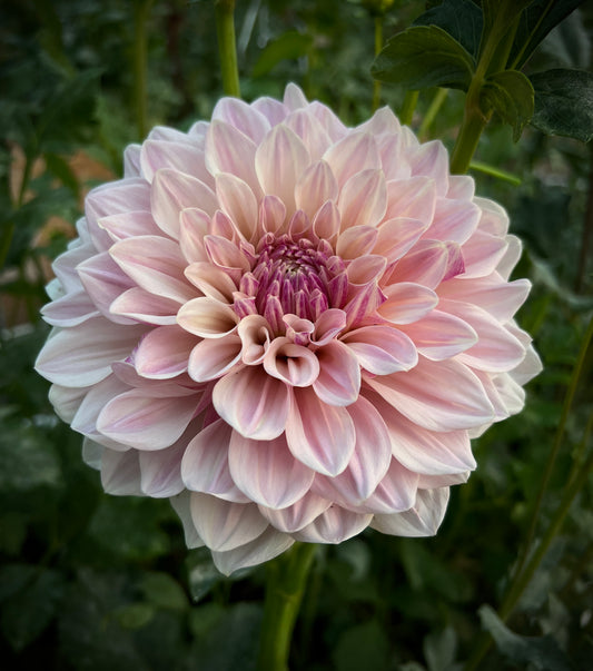 Florelie Antique 🇦🇺 - Cutting