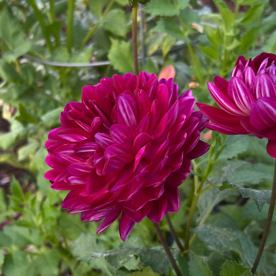 Hollyhill Pandora - Cutting