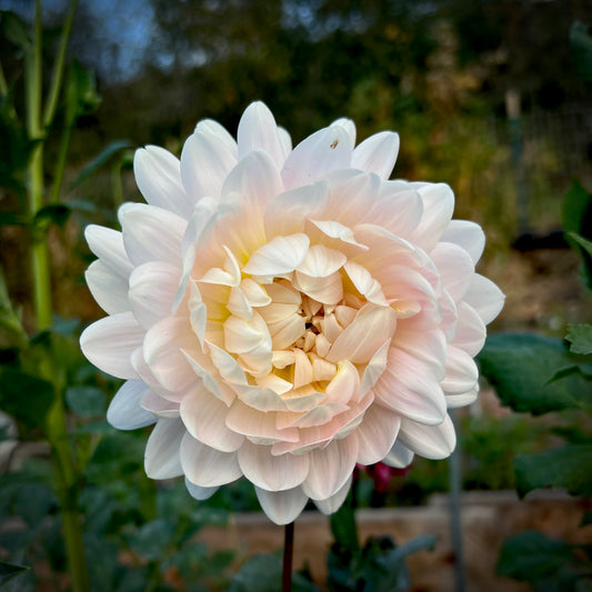 Kelgai Ann - Cutting