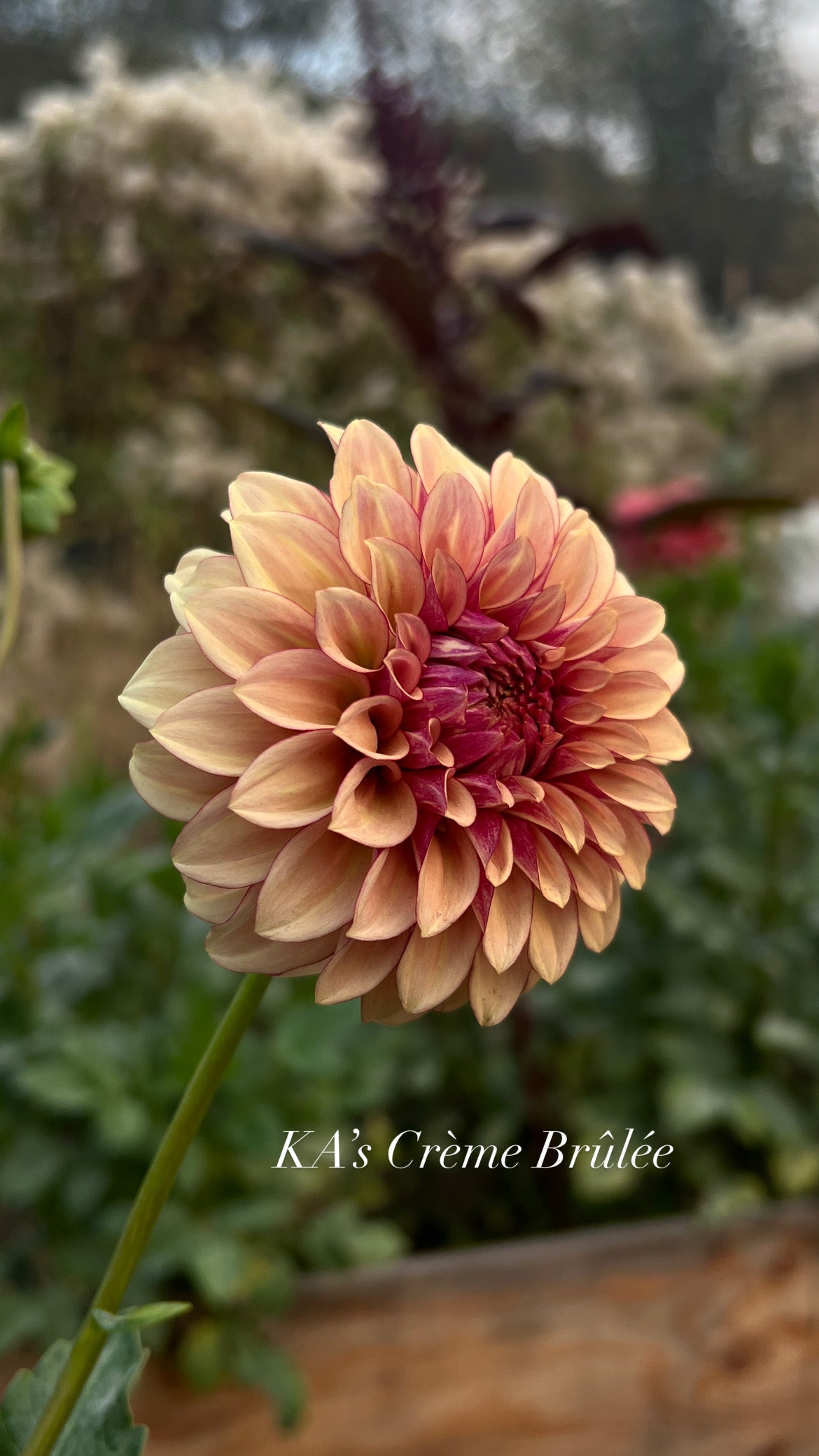 KA Creme Brulee - Cutting