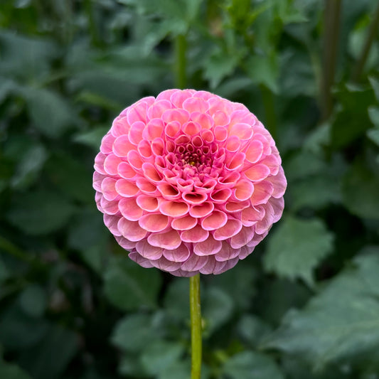 Koko Puff