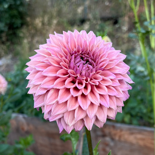 Lee's Swiss Miss - Cutting