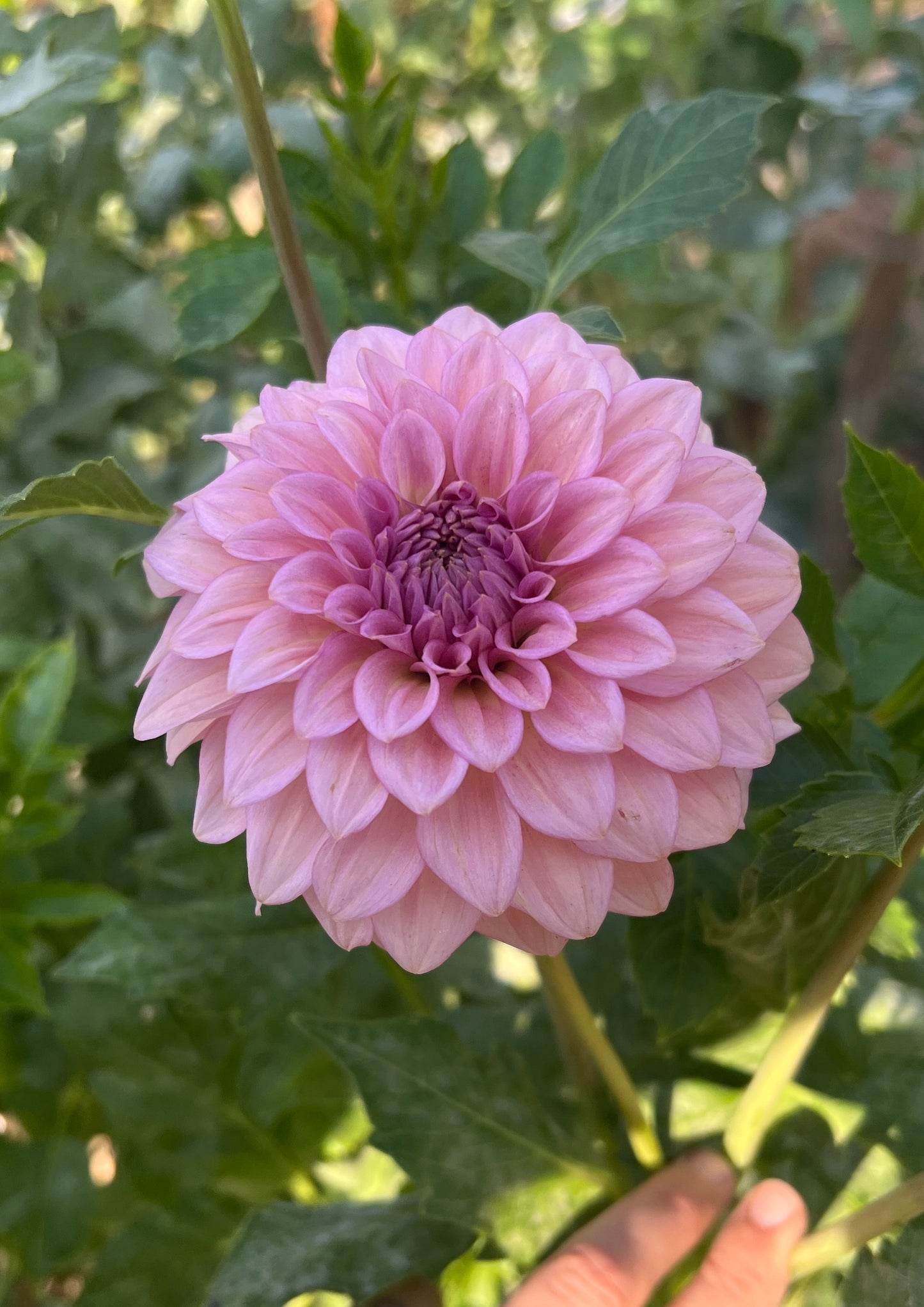 Levi's Bubblegum - Cutting