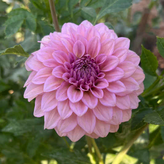 Levi's Bubblegum - Cutting