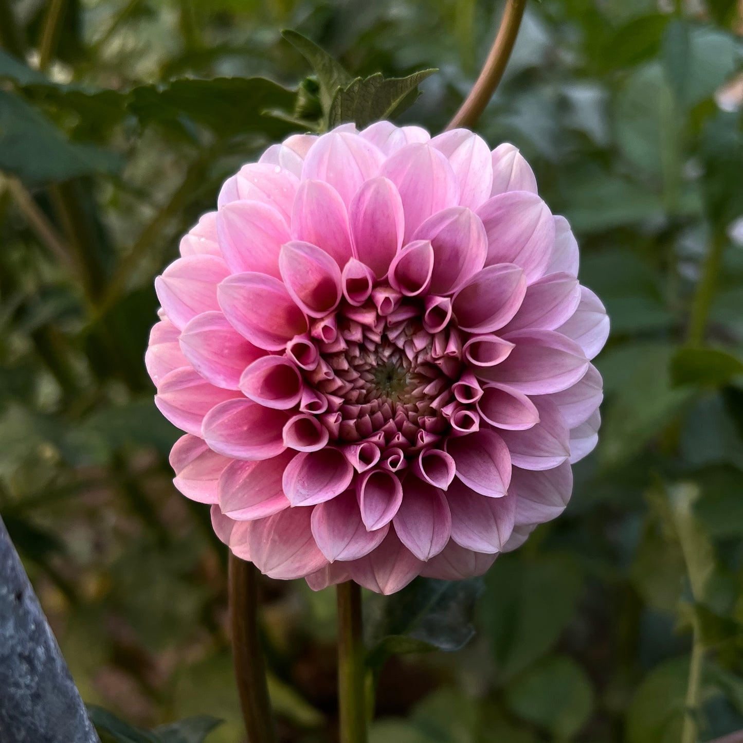 Levi's Confessor - Cutting