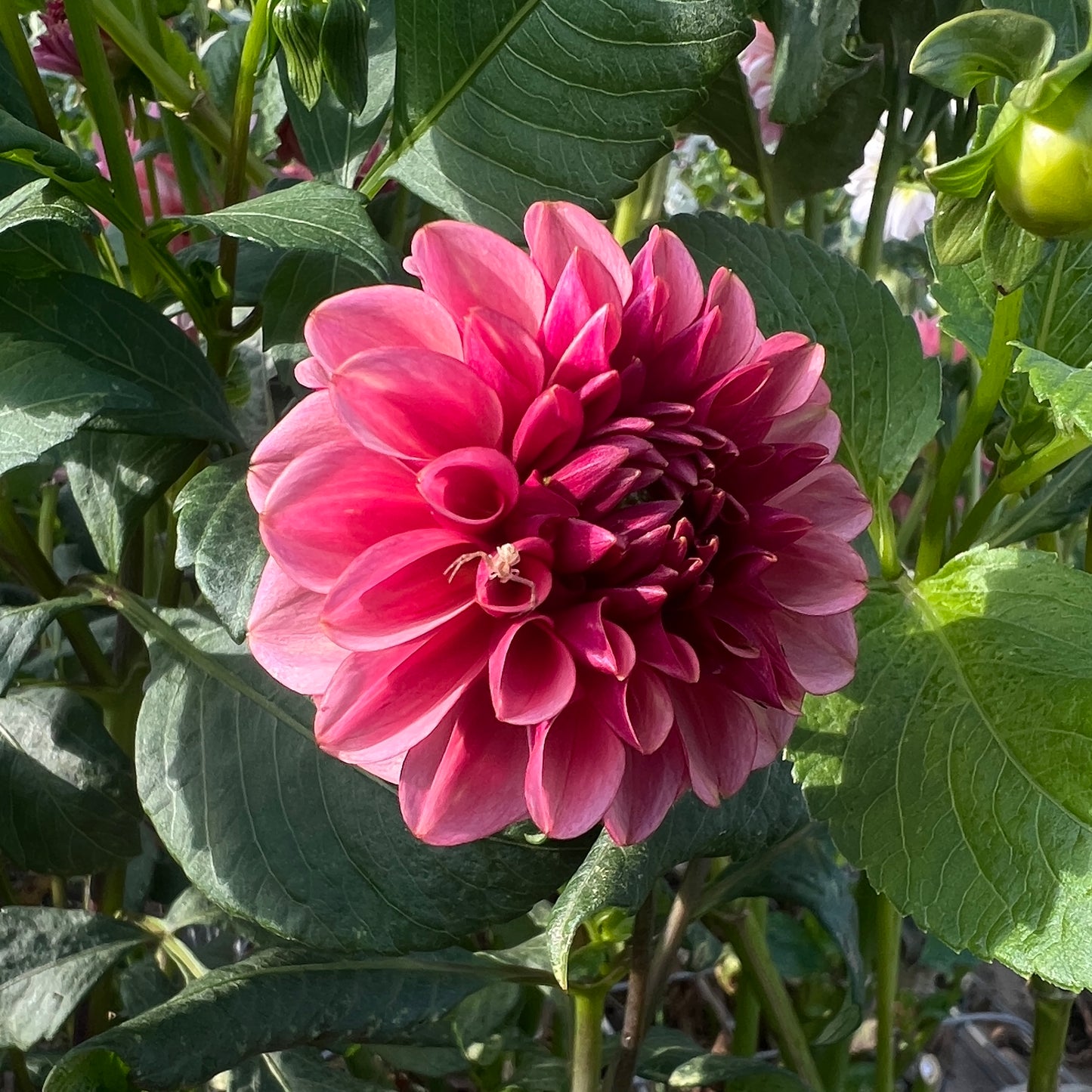 Levi's Tomato