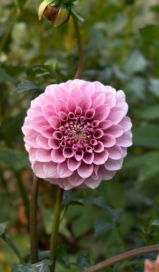 Levi's Confessor - Cutting