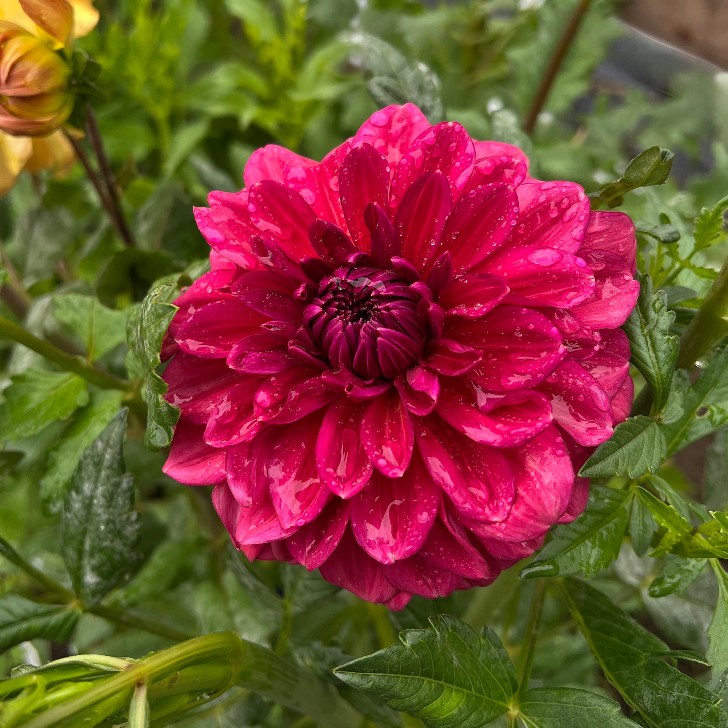 Perch Hill 🇬🇧 - Cutting