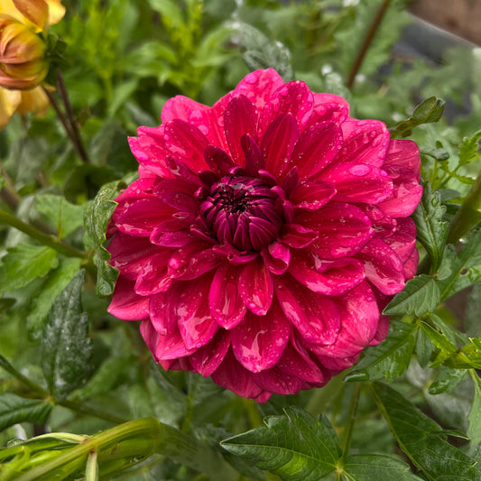 Perch Hill 🇬🇧 - Cutting