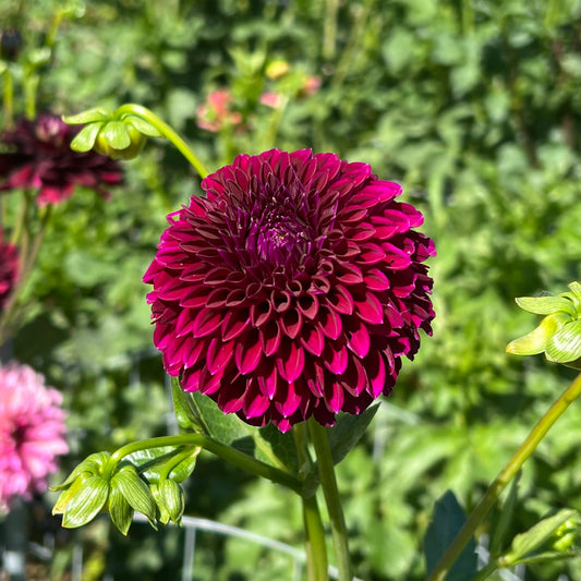 Saddlerock Tiny Giant