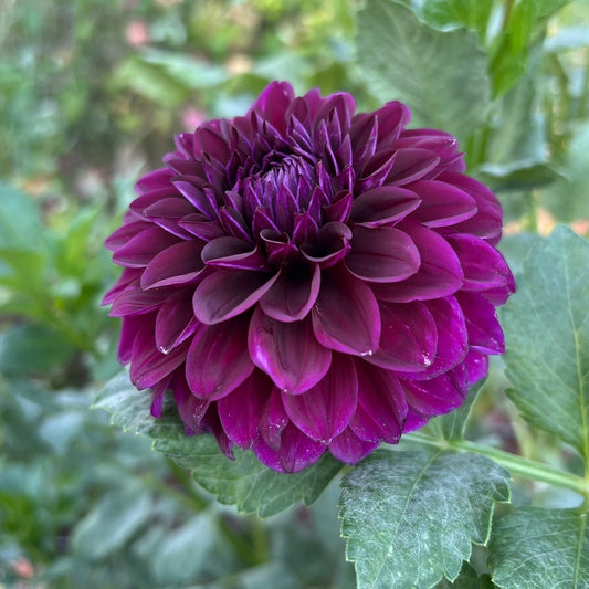 NO ID Purple (Possibly Diva)