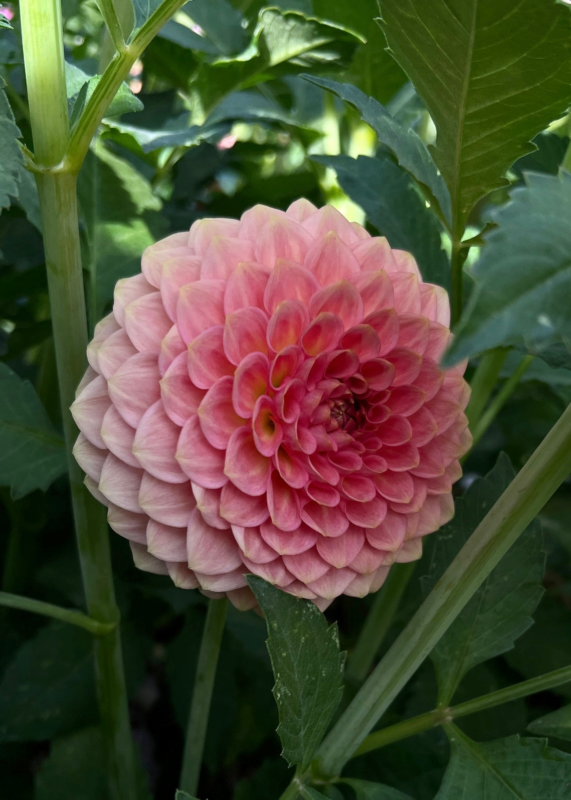 20th Ave Softer Peach