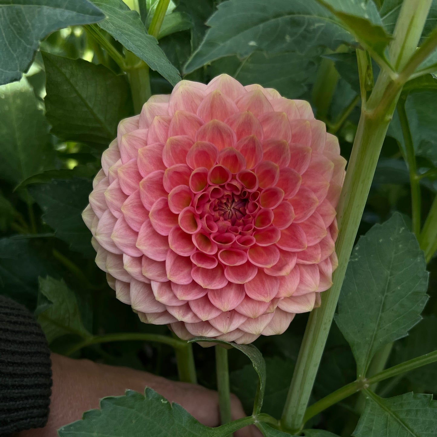 20th Ave Softer Peach