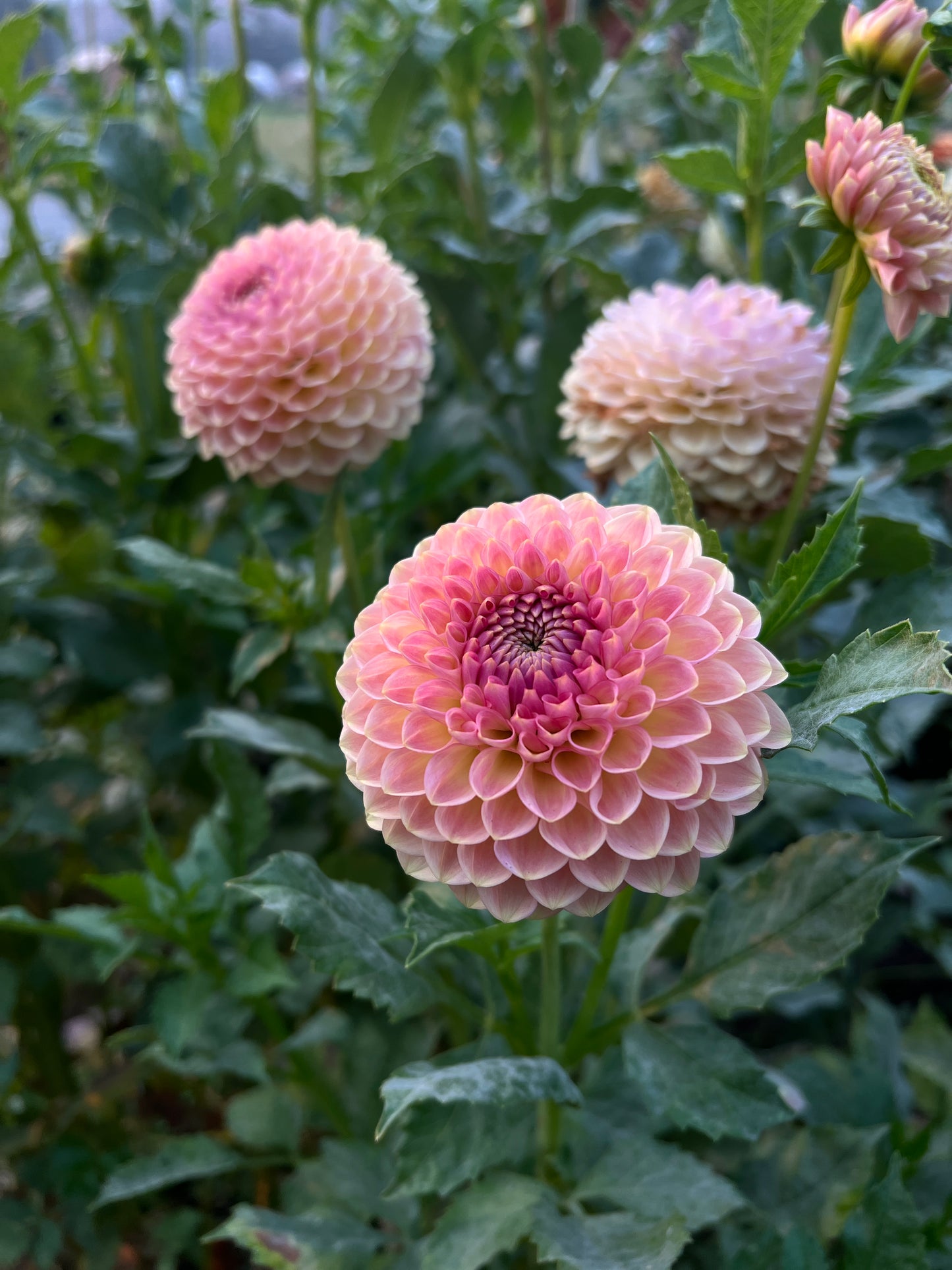 20th Ave Softer Peach