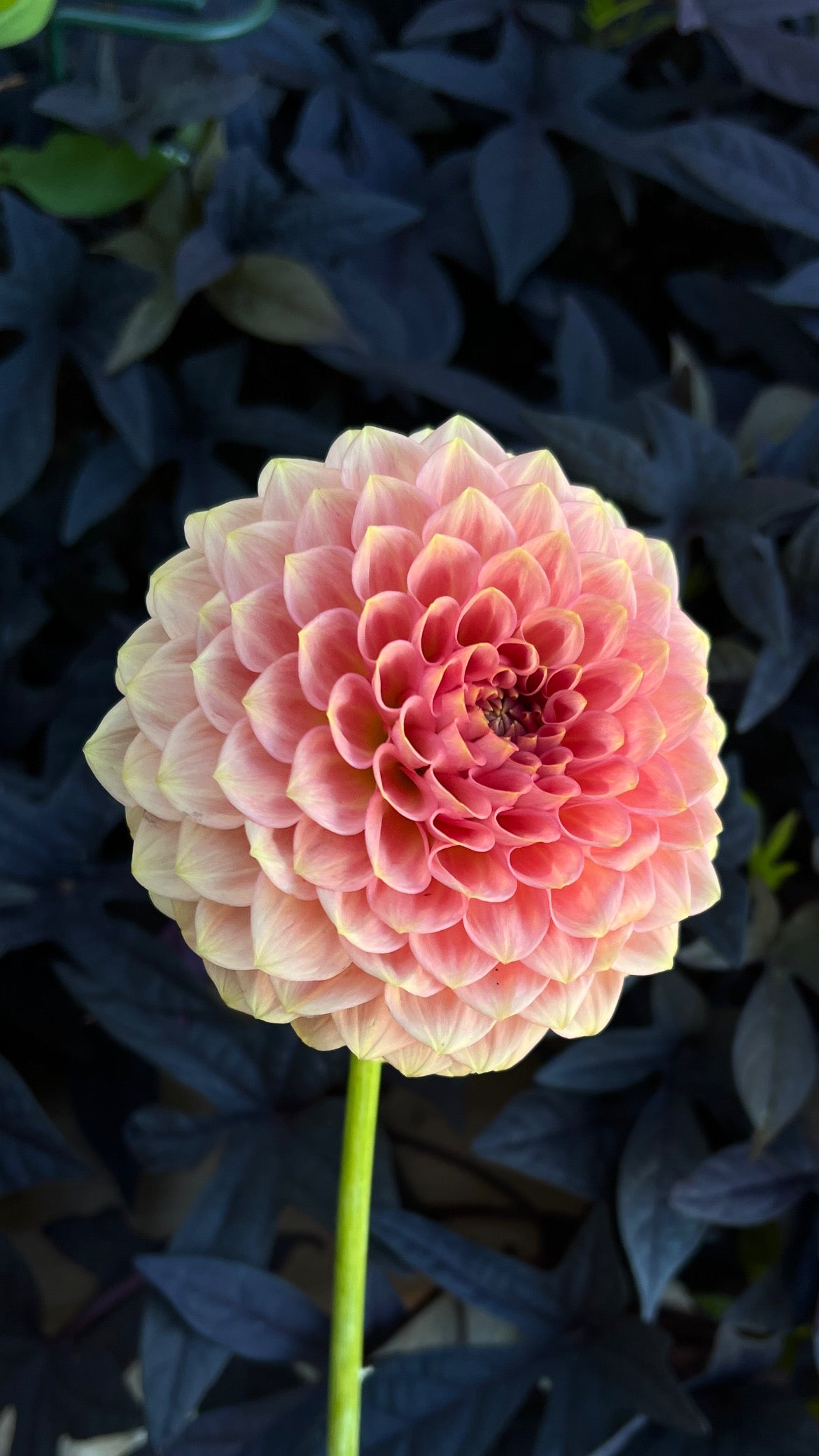 20th Ave Softer Peach