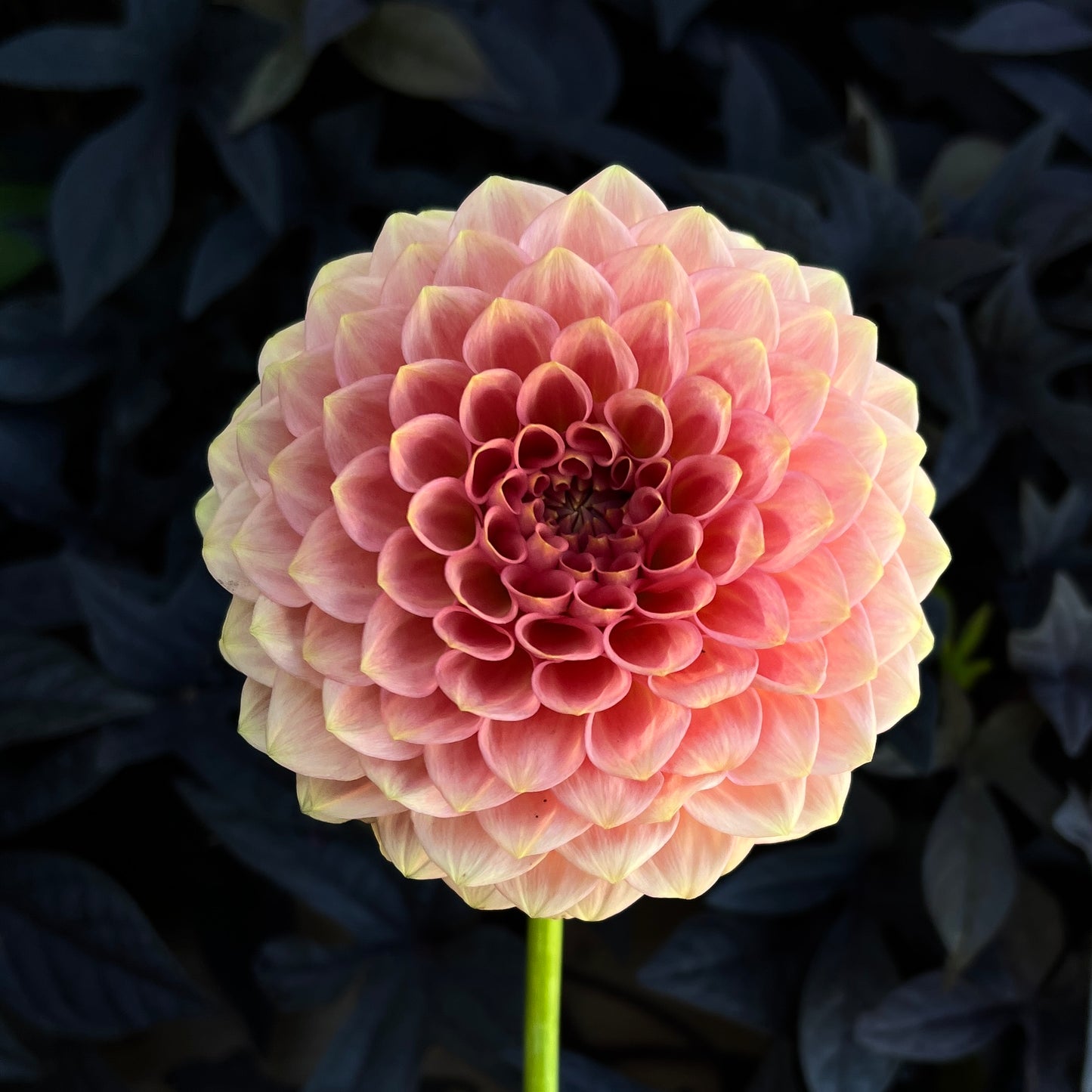 20th Ave Softer Peach