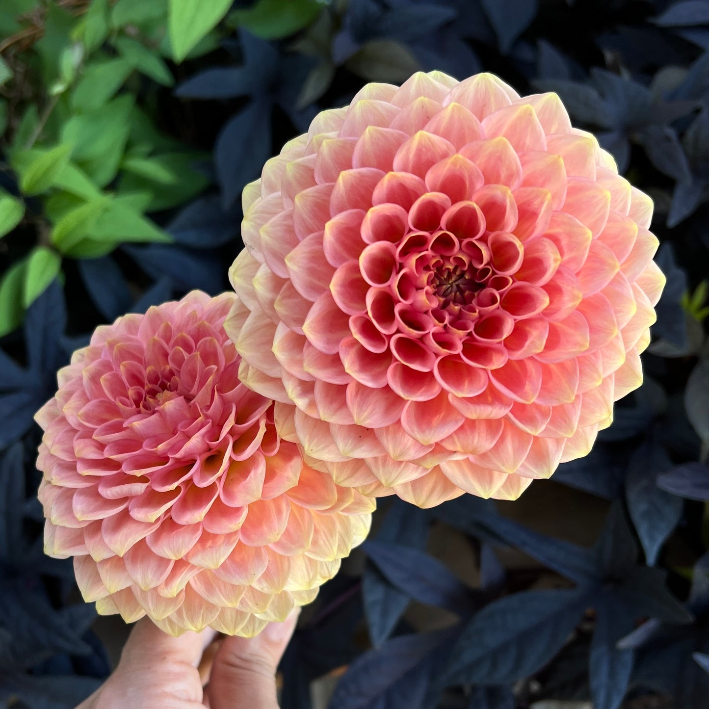 20th Ave Softer Peach