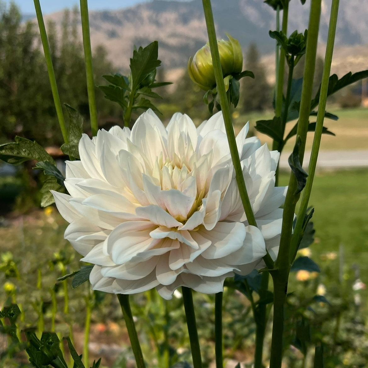 Hollyhill Snow Queen - Cutting