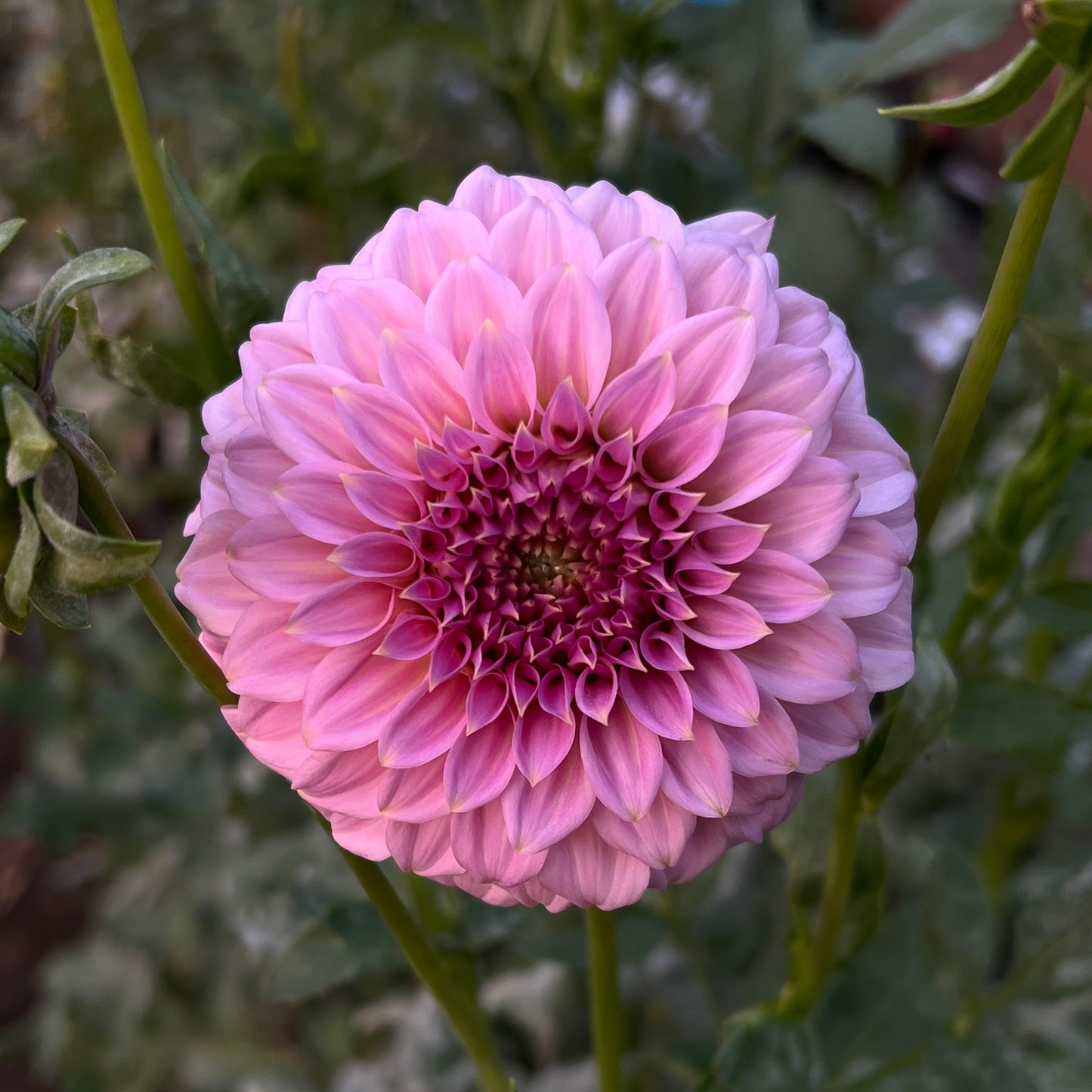 Araluen Leatrice 🇦🇺 - Cutting