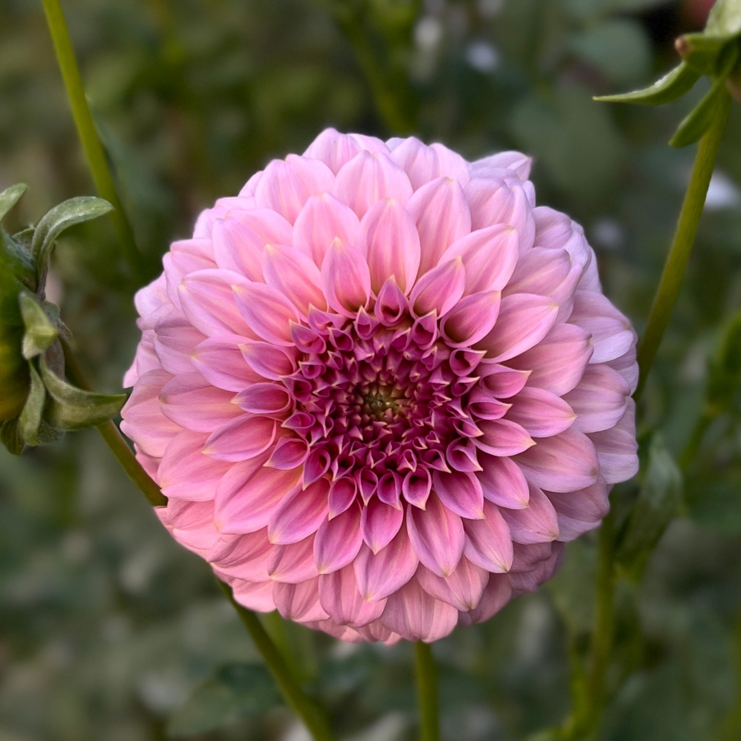 Araluen Leatrice 🇦🇺 - Cutting