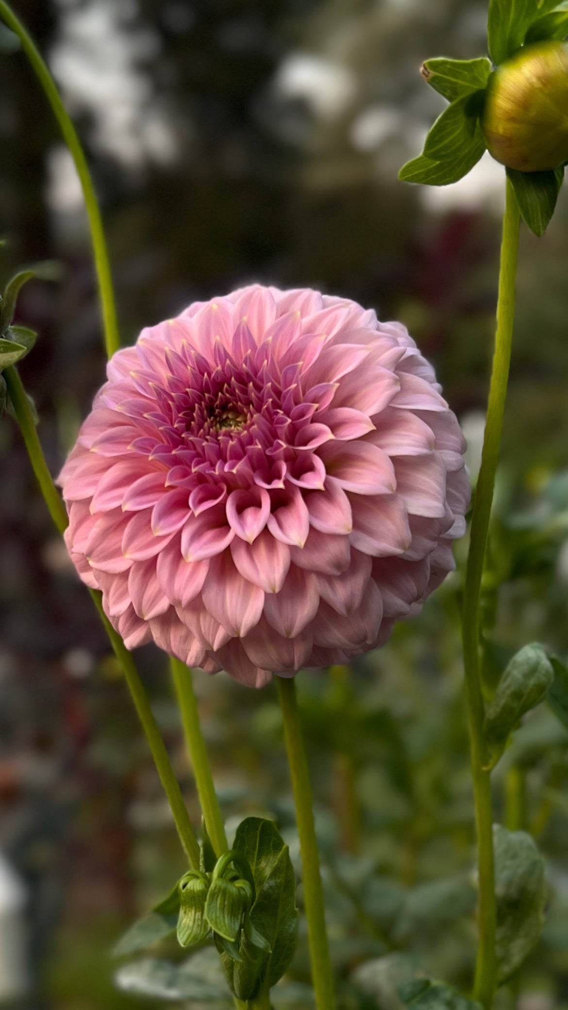 Araluen Leatrice 🇦🇺 - Cutting