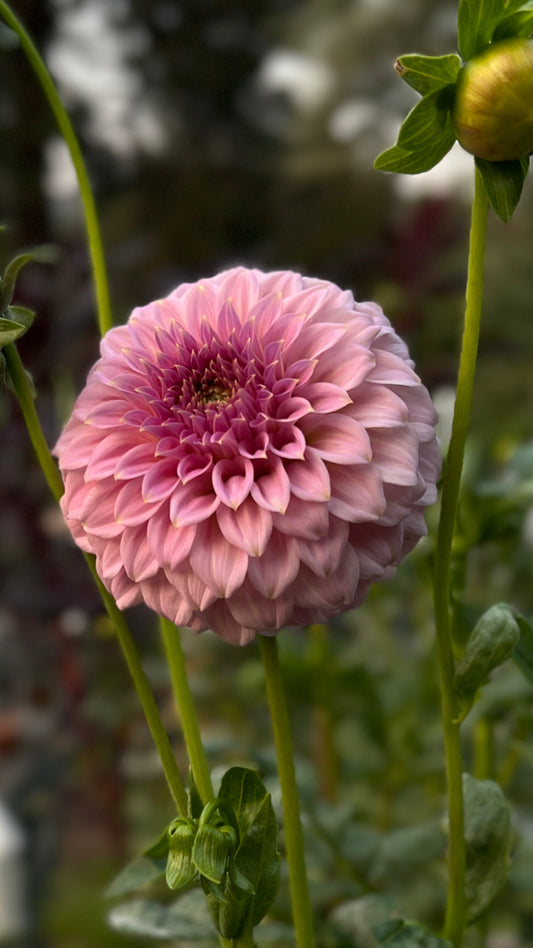 Araluen Leatrice 🇦🇺 - Cutting