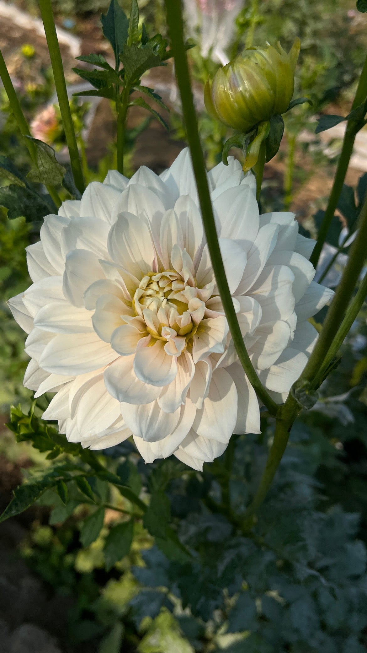 Hollyhill Snow Queen - Cutting