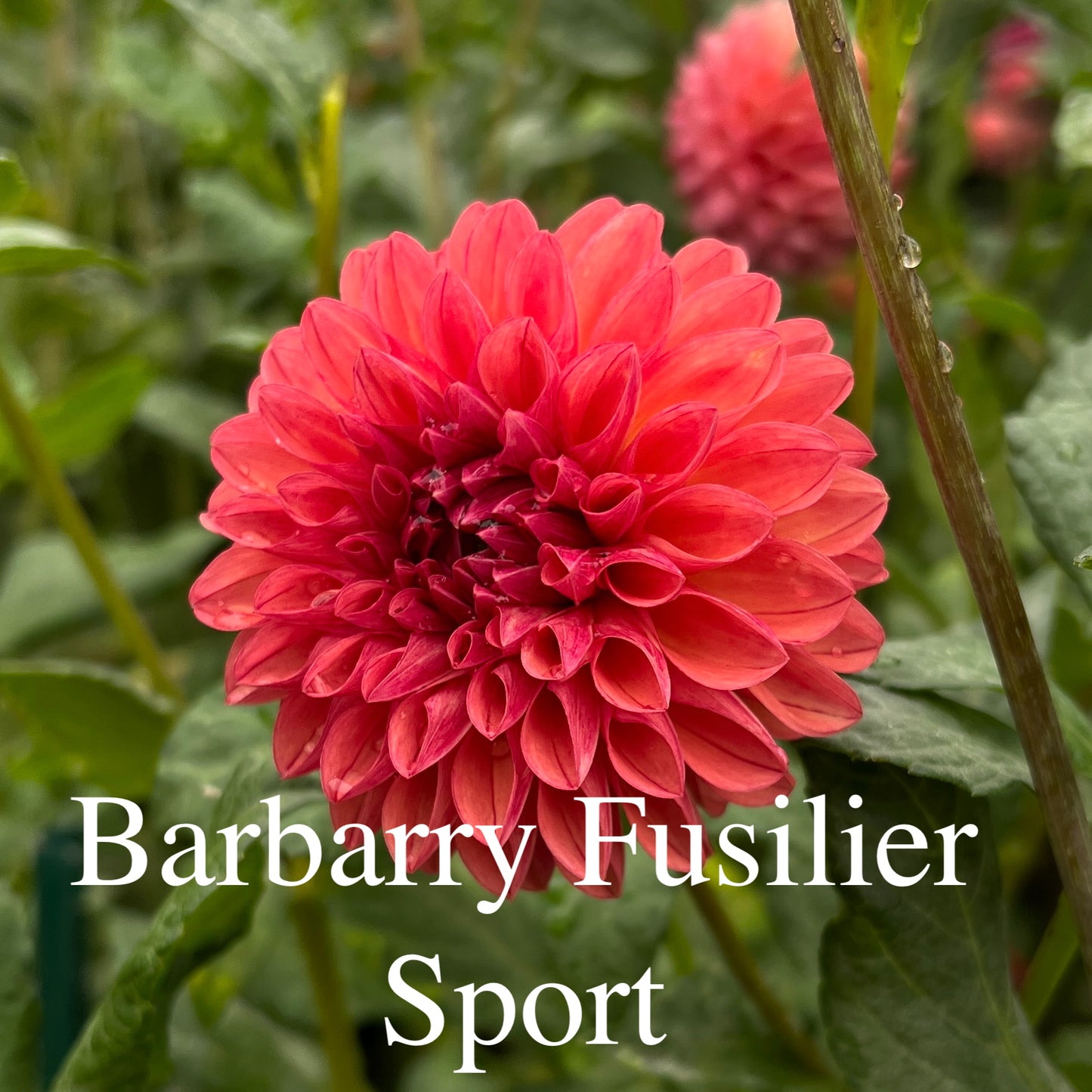Barbarry Fusilier Sport