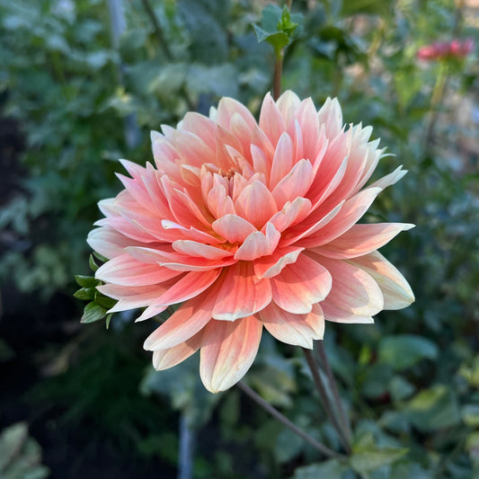 Carolina Wagemans - Cutting