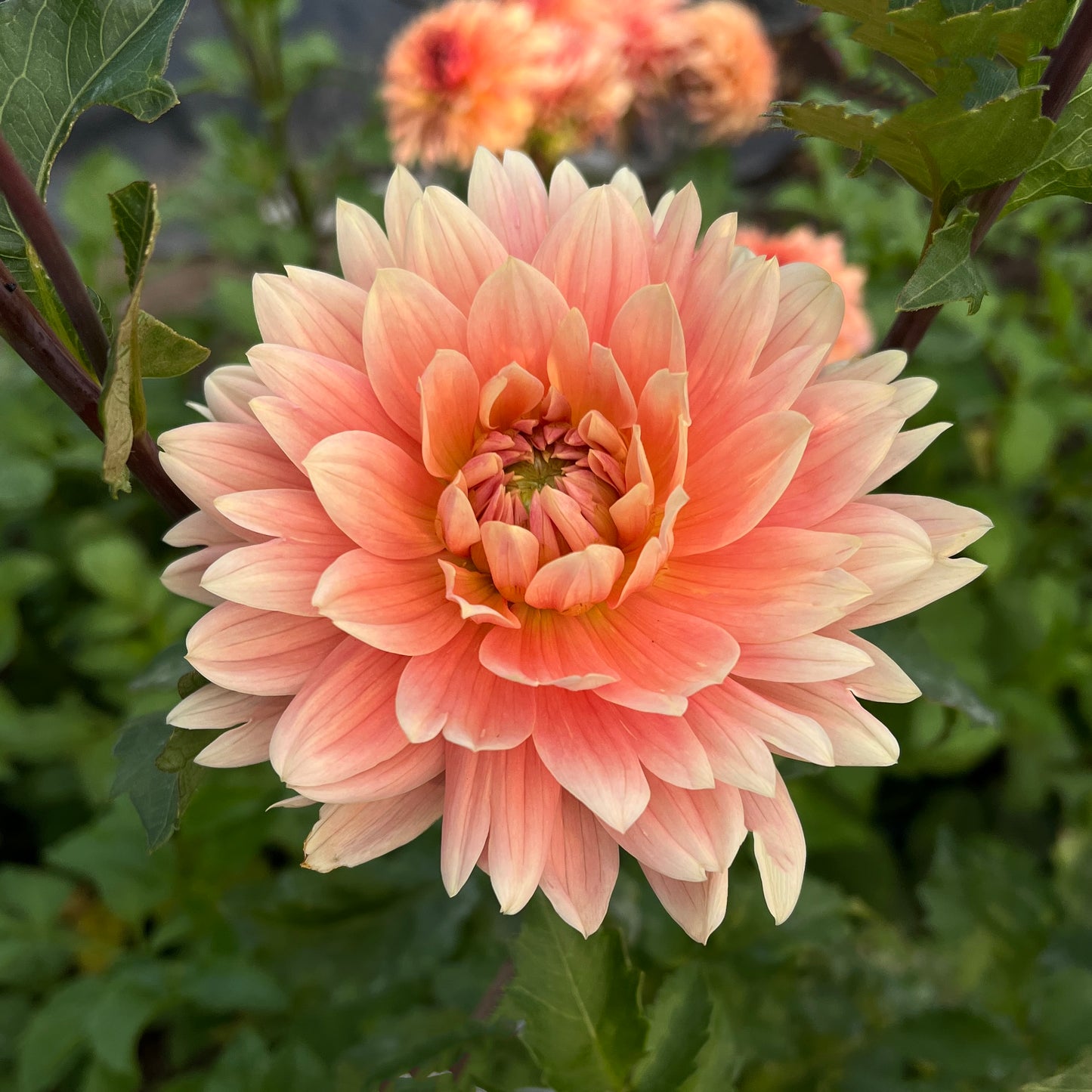 Carolina Wagemans - Cutting