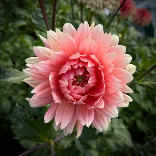 Carolina Wagemans - Cutting