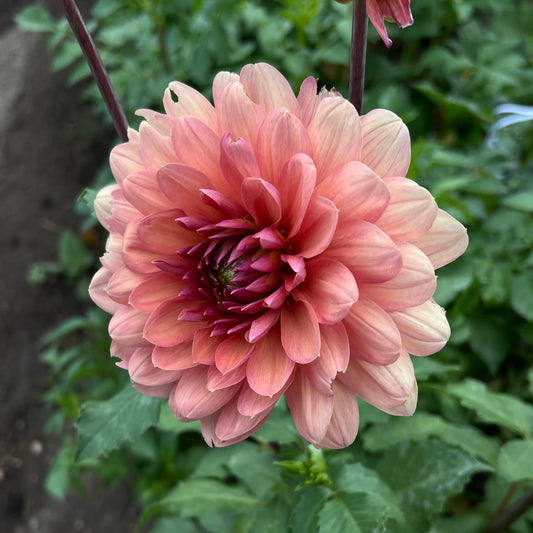 Chateau De La Bourdaisiere - Cutting