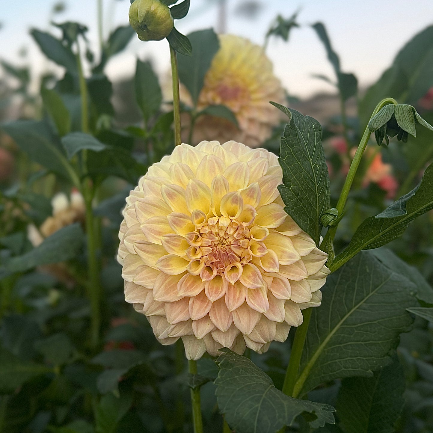 Coorabell Astrid 🇦🇺