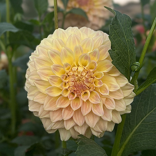 Coorabell Astrid 🇦🇺