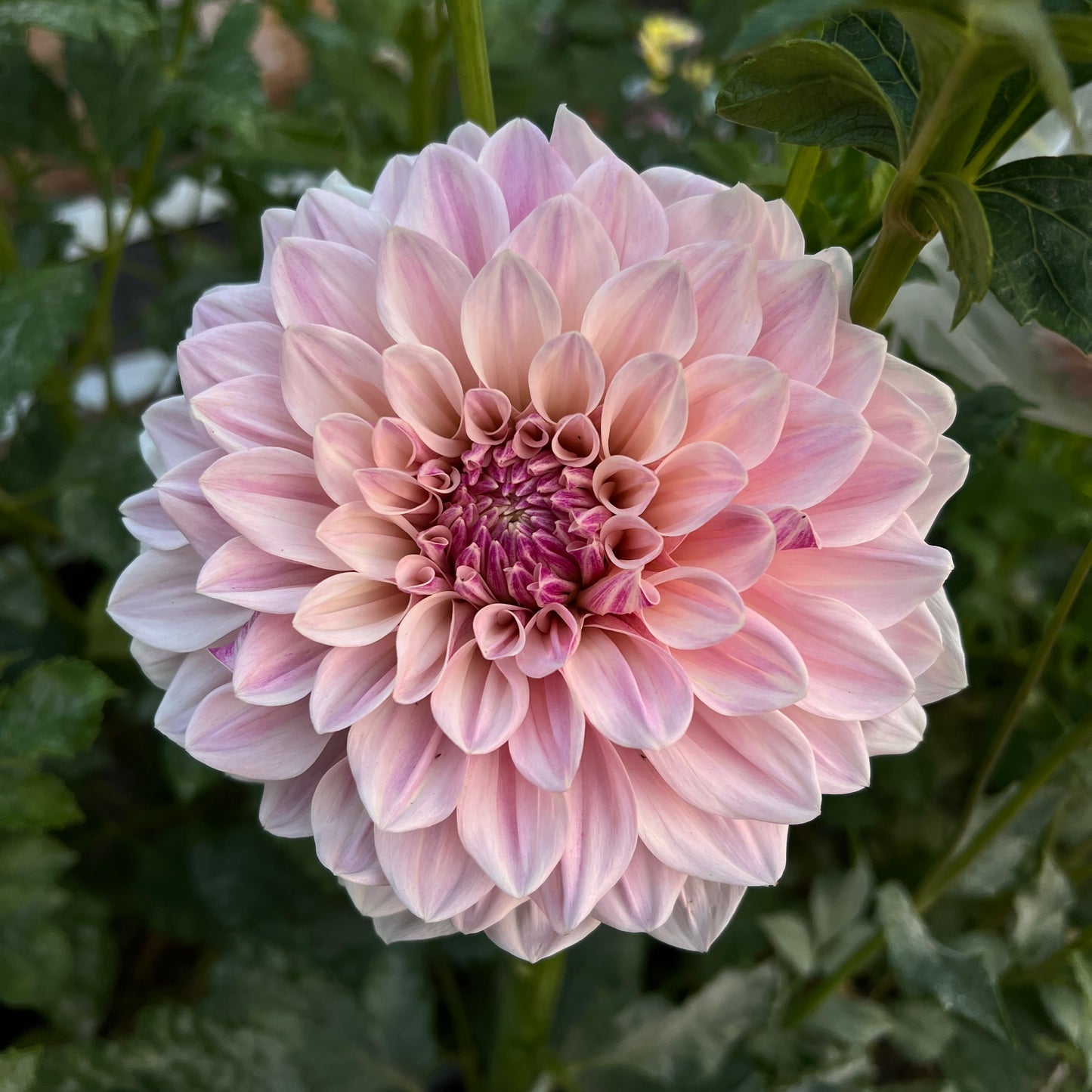 Florelie Antique 🇦🇺 - Cutting