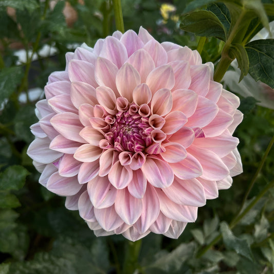 Florelie Antique 🇦🇺 - Cutting