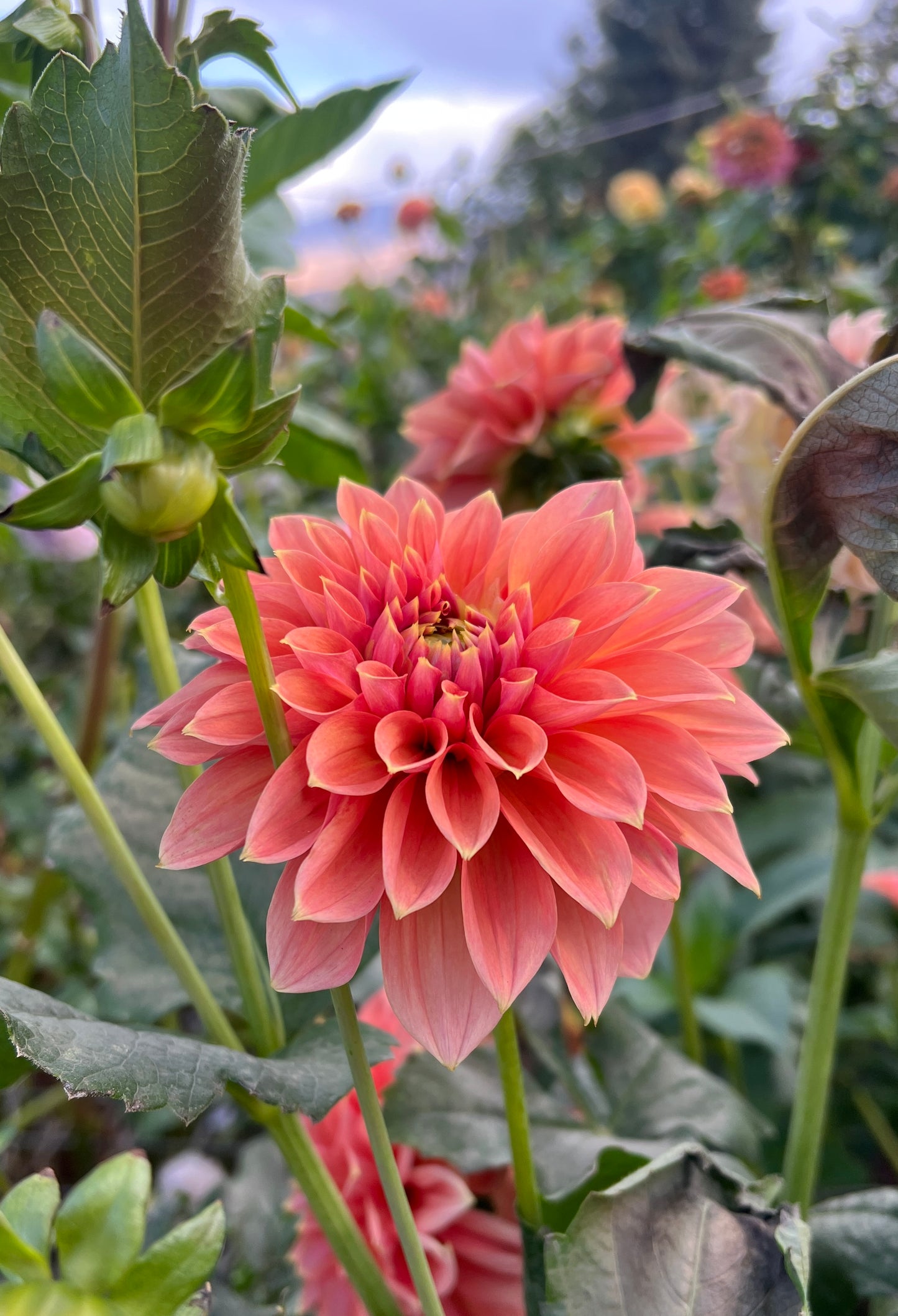 Florelie Fruit Tingle 🇦🇺