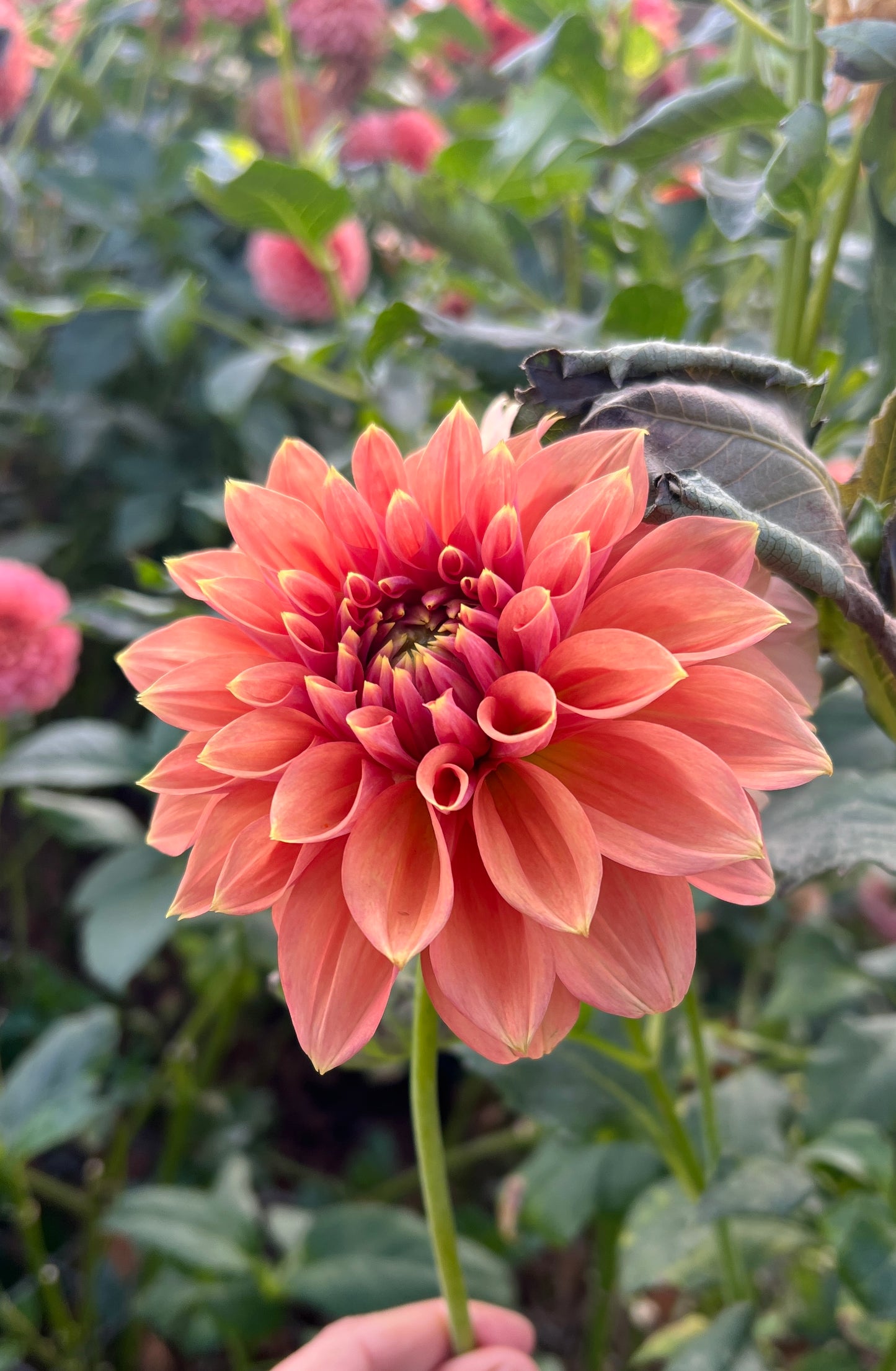 Florelie Fruit Tingle 🇦🇺