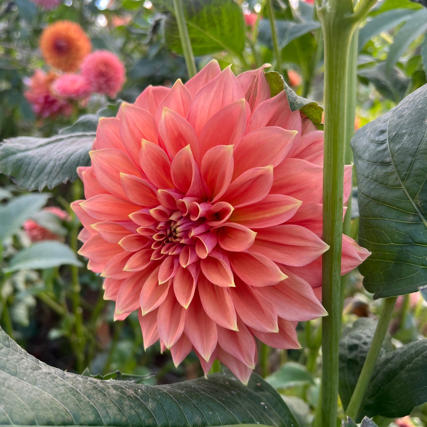 Florelie Fruit Tingle 🇦🇺