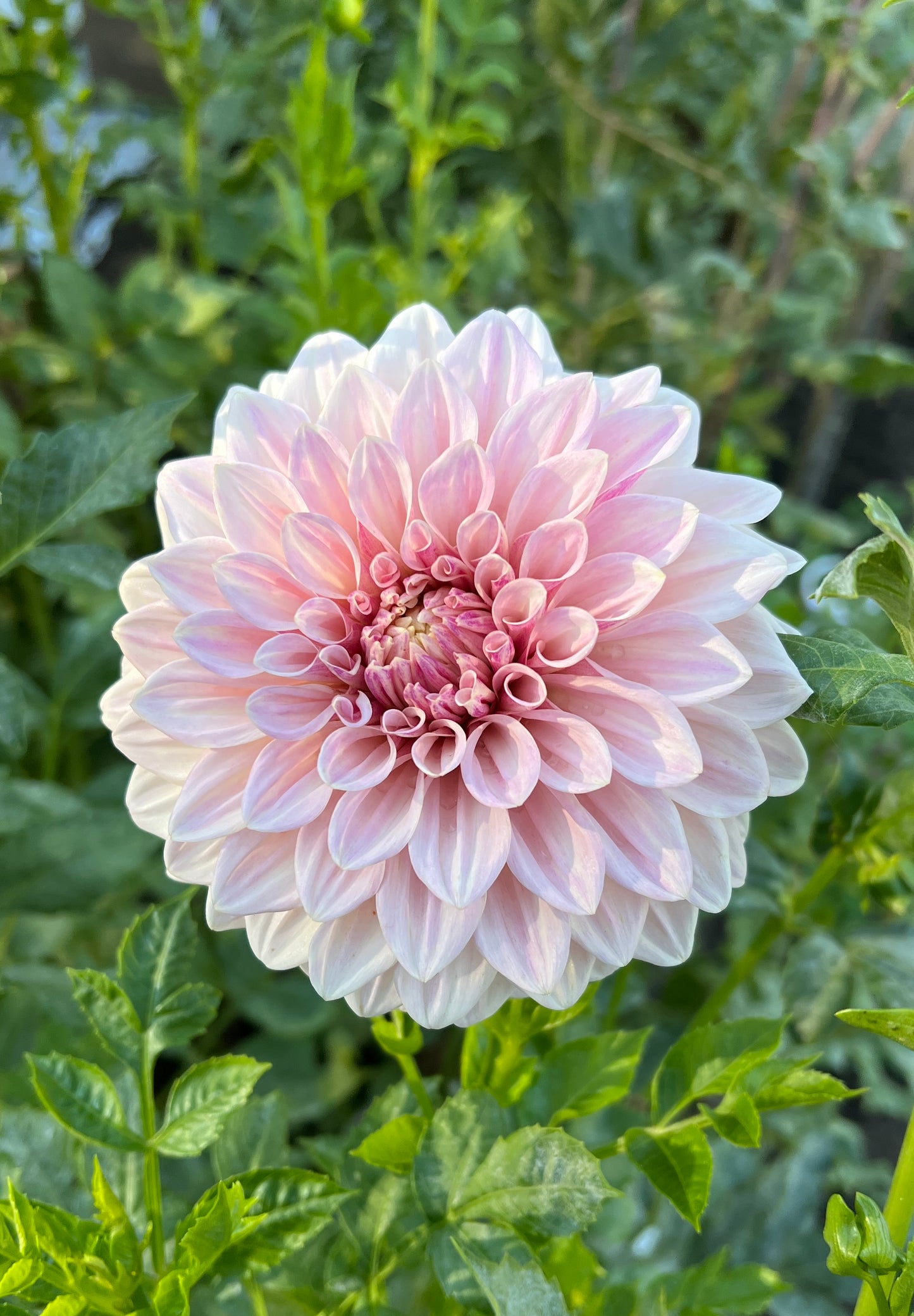 Florelie Antique 🇦🇺 - Cutting