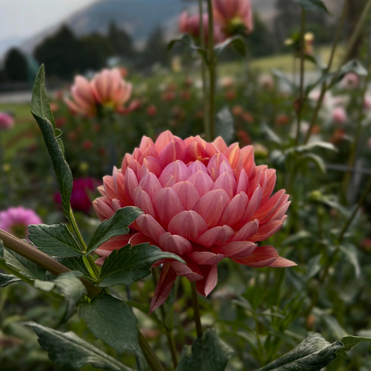 Hollyhill Daydream - Cutting