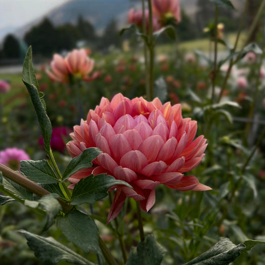 Hollyhill Daydream - Cutting