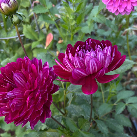 Hollyhill Pandora - Cutting