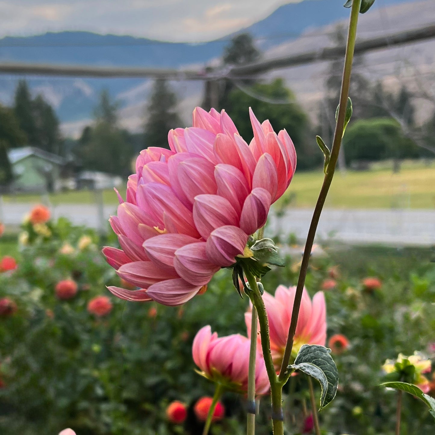 Hollyhill Daydream - Cutting