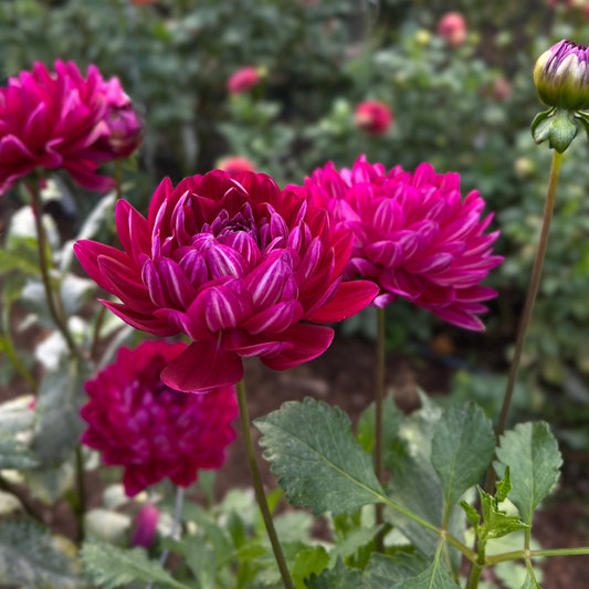 Hollyhill Pandora - Cutting